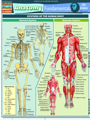 cover image of Anatomy Fundamentals